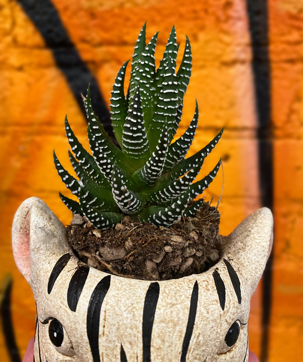 haworthia-fasciata-zebra-plant-12cm-green-charm-house-of-plants