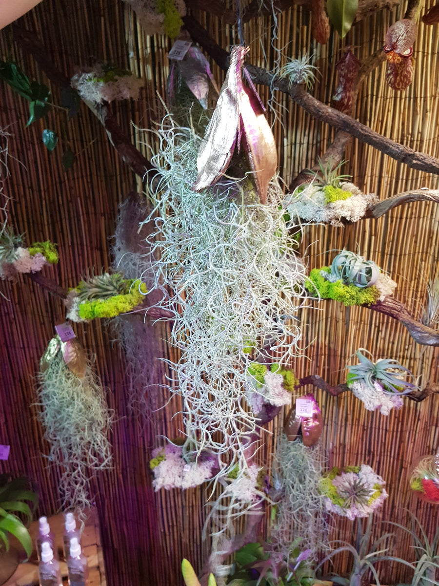 Live Spanish Moss Bromeliad Air Plant Tillandsia EASY CARE, Grandpas Beard,  Tillandsia Usneoides, Hanging Plant on a 8D of Round Wood Rope. -   Canada in 2024