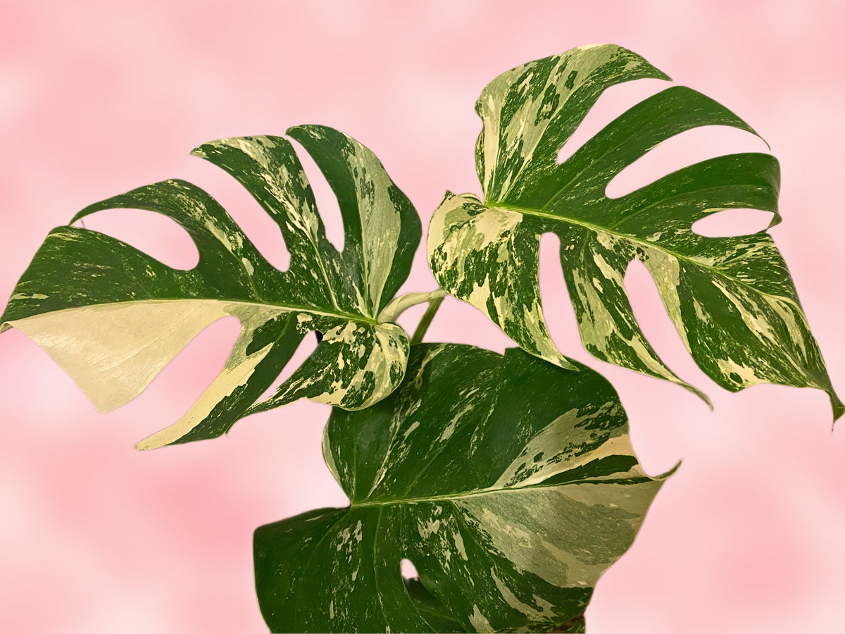 Rare Monstera Borsigiana Albo Variegated 70cm – Green Charm