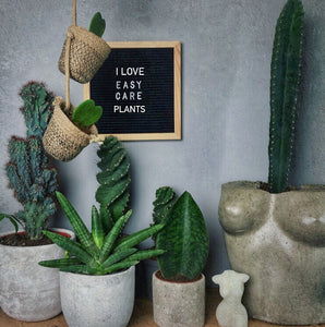 Cacti and Succulents make a great display & are EASY to care for !