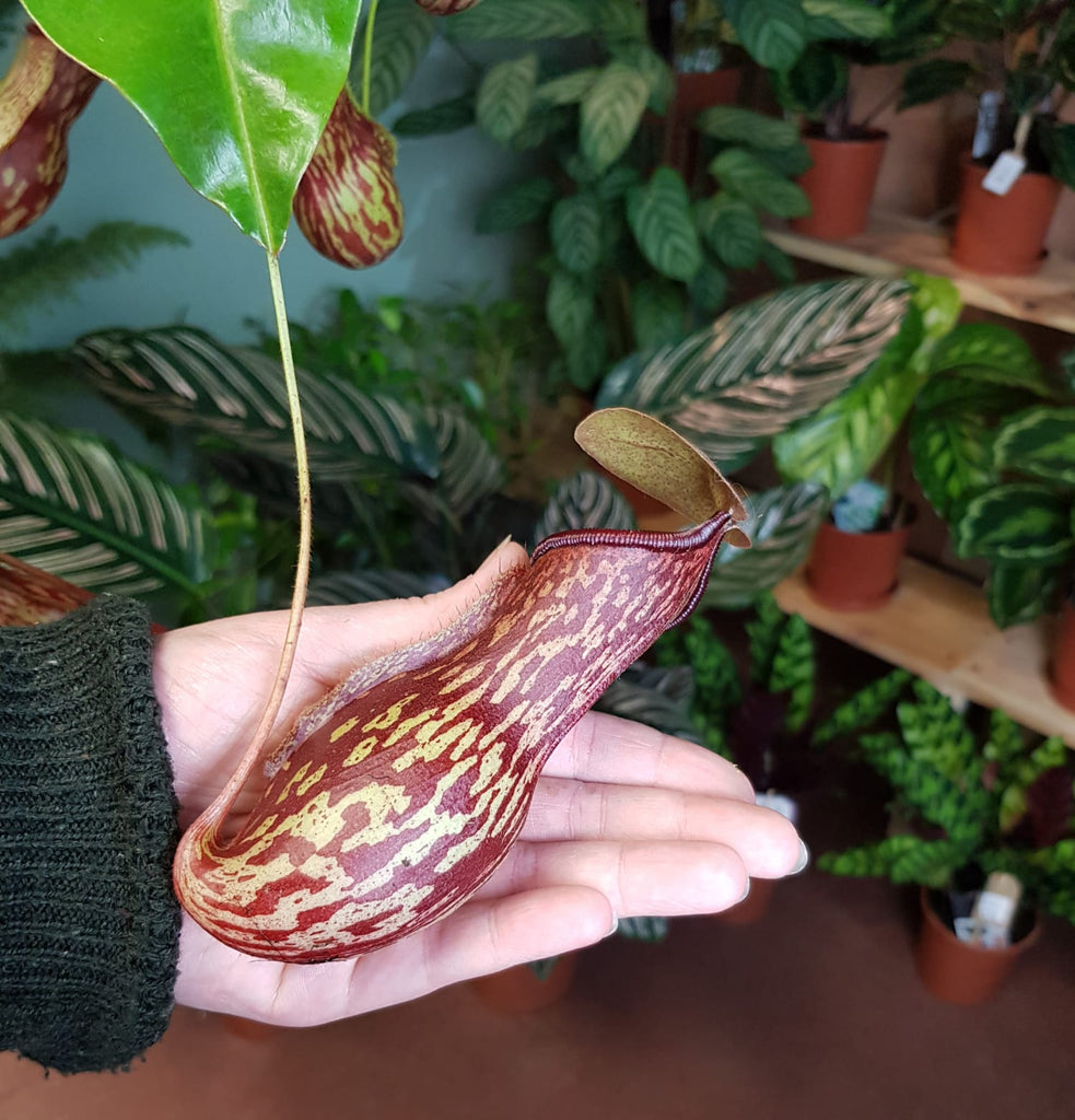 Nepenthes Gaya Carnivorous Monkey Jars