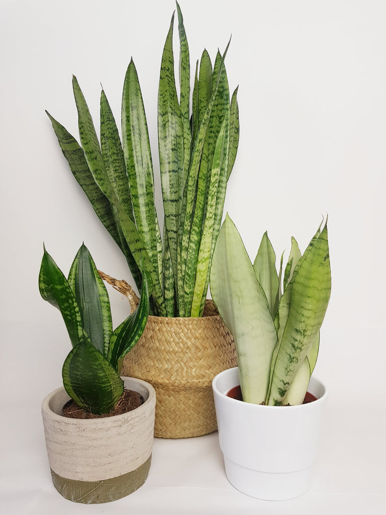 Sansevierias - Snake Plants