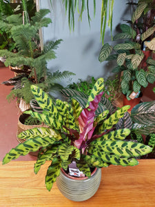 Calathea Lancifolia Rattle Snake