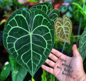 Celebrate Valentine’s Day With Heart Shaped Plants