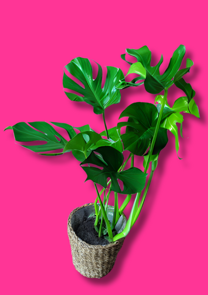 Monstera Deliciosa Swiss Cheese Plant 50cm-100cm