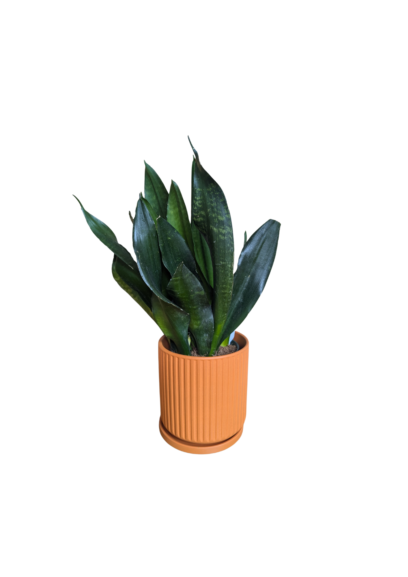 Sansevieria Triafasciata Black Diamond Robusta 35cm - 40cm