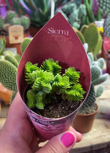 Crassula Green Pagoda 10cm