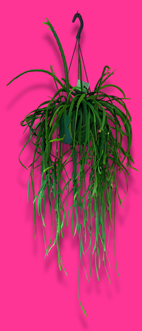 Lepismium Bolivianum Forest Cactus Hanging Plant Long 90 cm