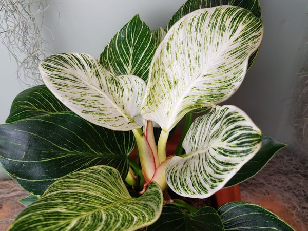 Philodendron ‘Birkin’- White Measure 30cm