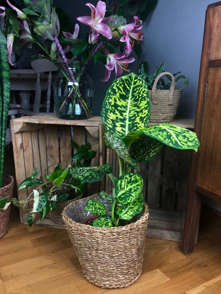 Dieffenbachia Seguine Reflector - Dumb Cane 70cm