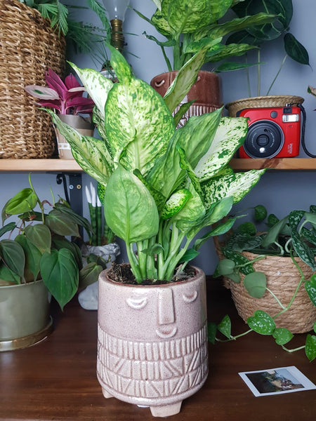 Dieffenbachia Amy Dumb Cane 40 cm