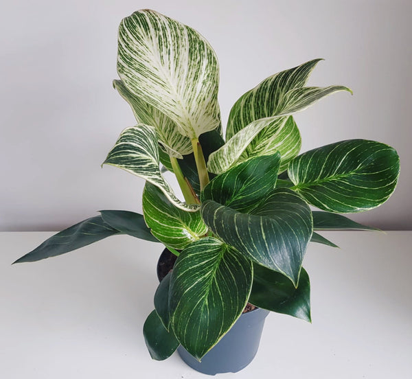 Philodendron ‘Birkin’- White Measure 30cm