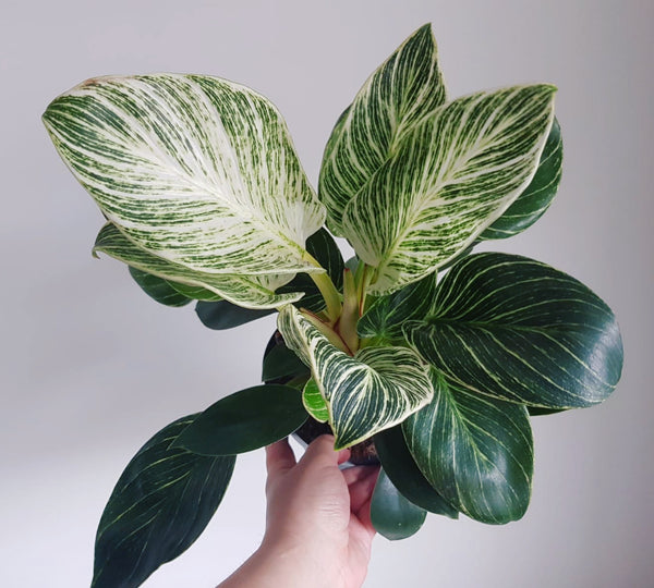 Philodendron ‘Birkin’- White Measure 30cm