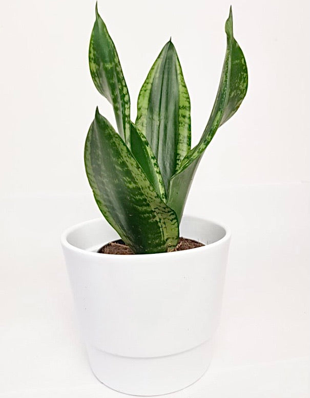 Sansevieria Trifasciata Silver Flame 27cm