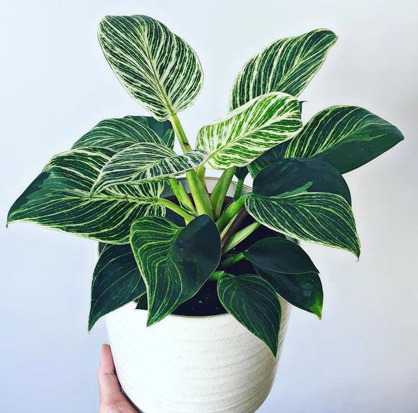 Philodendron ‘Birkin’- White Measure 30cm