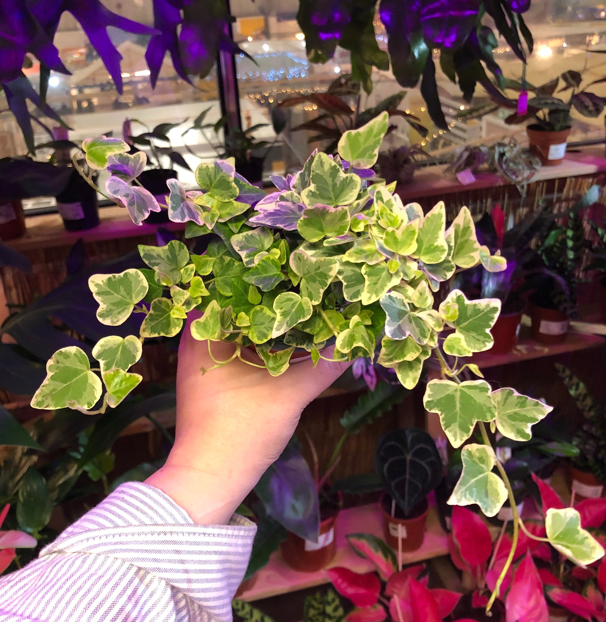 Hedera Helix White Wonder Ivy 20cm – Green Charm House of Plants