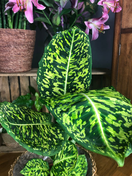 Dieffenbachia Seguine Reflector - Dumb Cane 70cm